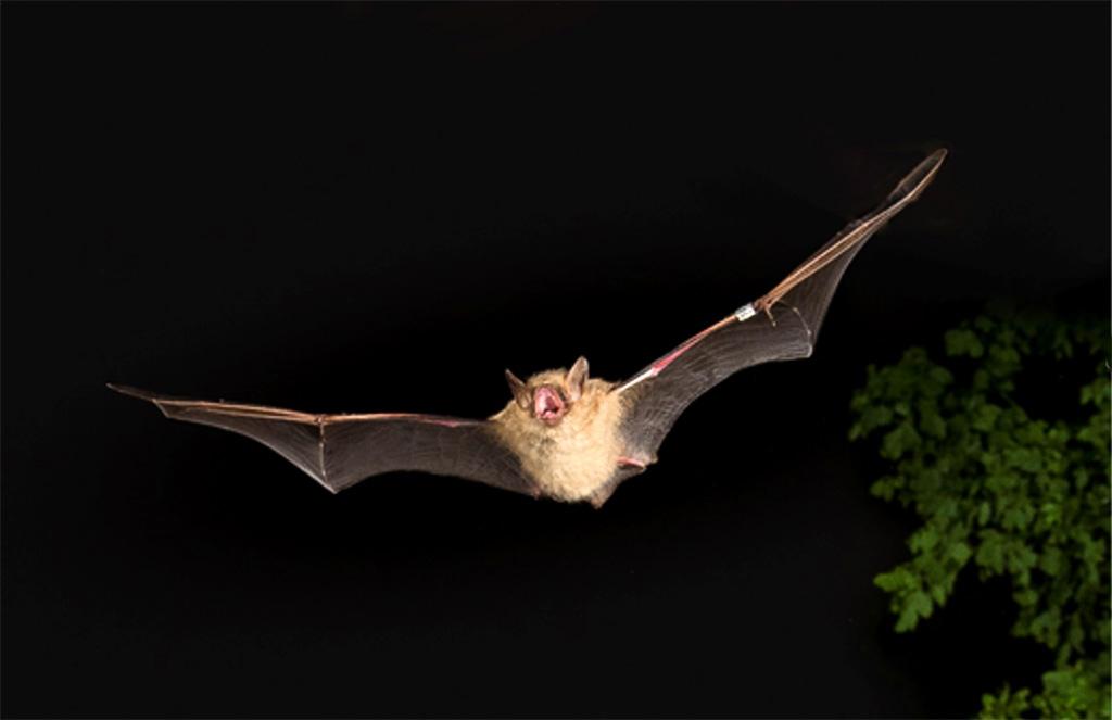 Bat flying at night Bat flying at night