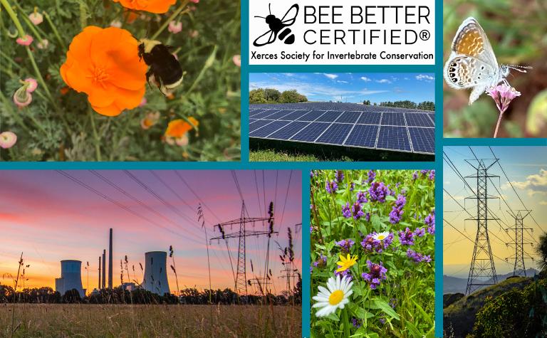 Bee Better Certified Bee Better Certified